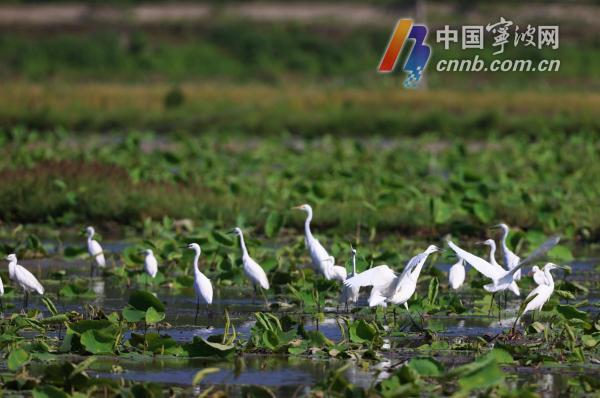 浙江宁波：白鹭栖息东钱湖