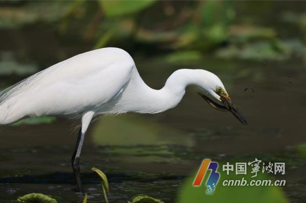 浙江宁波：白鹭栖息东钱湖