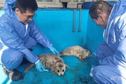 大连2只野外救助斑海豹回归大海