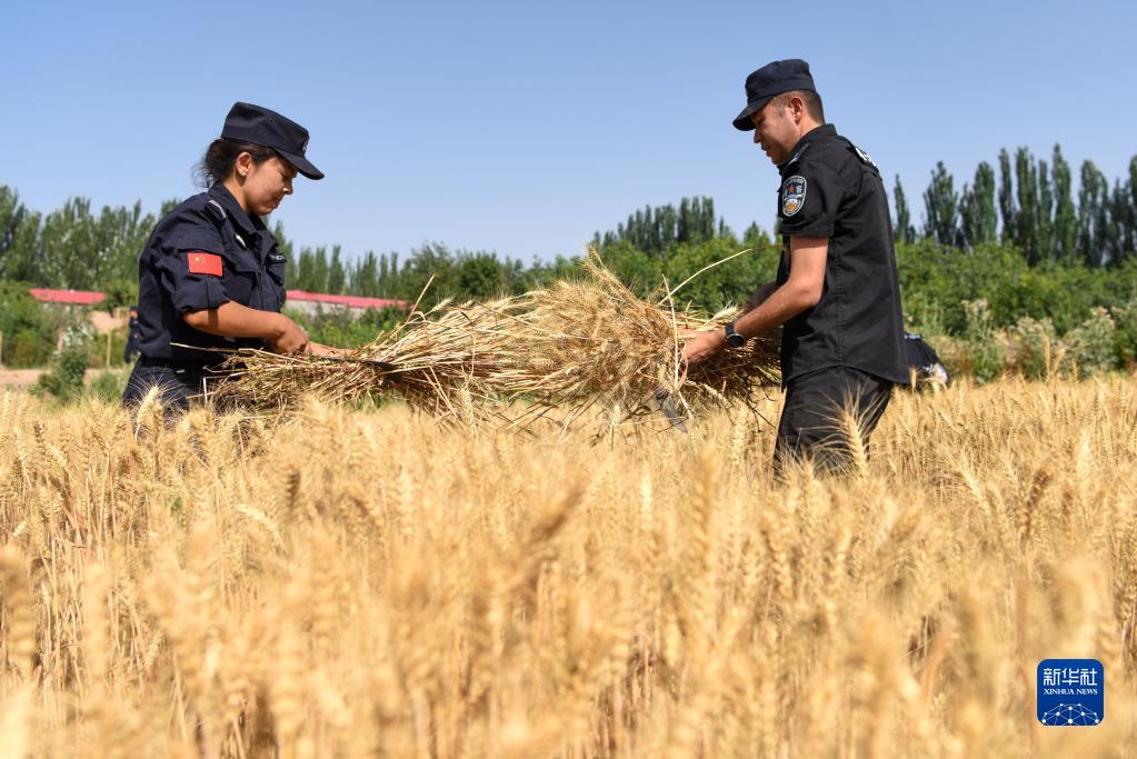 民警入户帮夏收 确保颗粒归仓