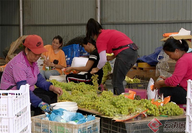 云南思茅区“阳光玫瑰”葡萄迎来甜蜜丰收季