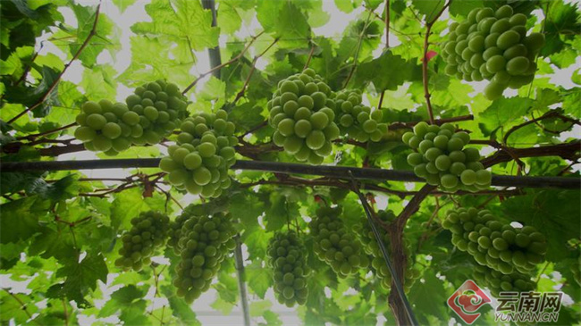 云南思茅区“阳光玫瑰”葡萄迎来甜蜜丰收季