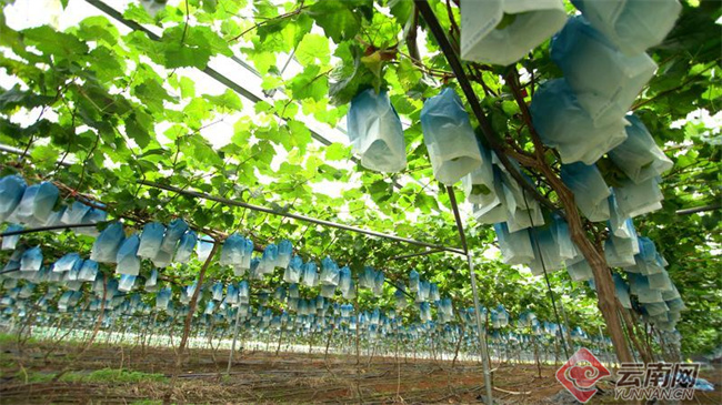 云南思茅区“阳光玫瑰”葡萄迎来甜蜜丰收季