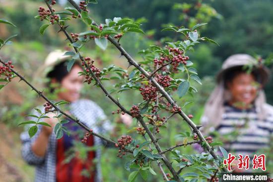 贵州剑河： 仲夏时节花椒香