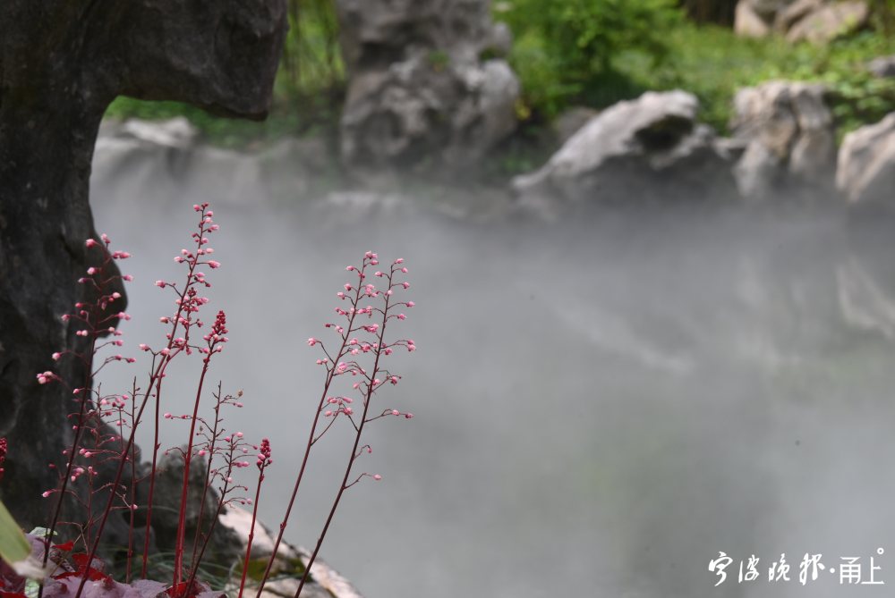 宁波这地方有一片雾气森林 夏日又一打卡胜地来了