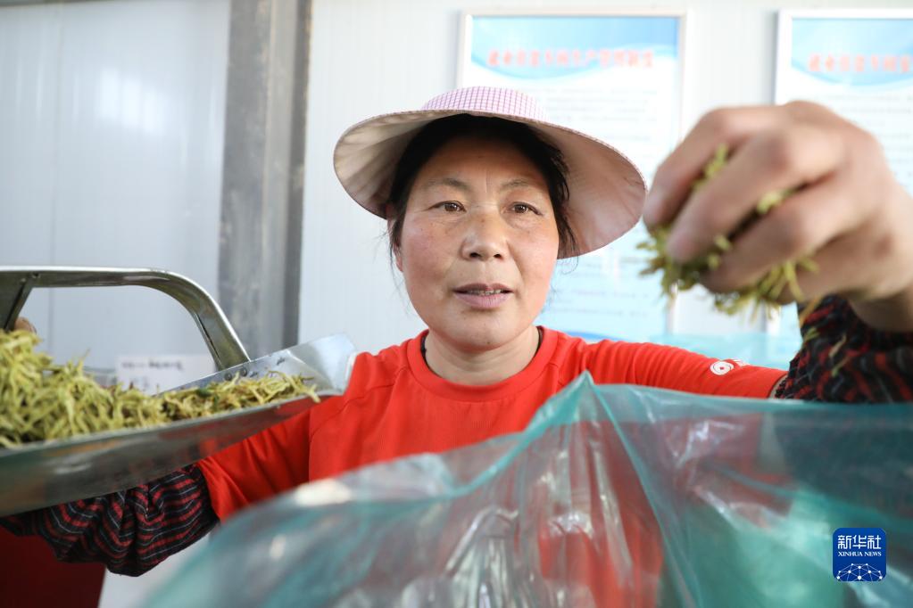 甘肃通渭：金银花香，采售繁忙