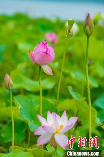 三峡库区消落带夏荷次第开 “荷”香扑面来