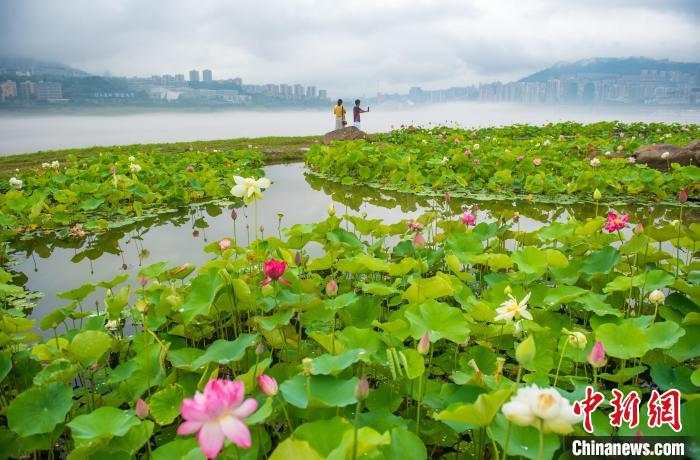 三峡库区消落带夏荷次第开 “荷”香扑面来