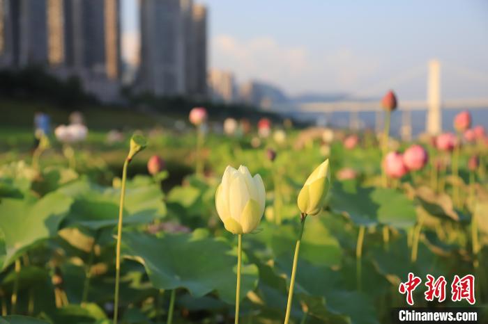 三峡库区消落带夏荷次第开 “荷”香扑面来