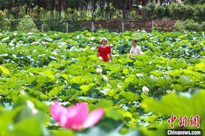 湖北襄阳：荷花绽放美丽乡村入画来