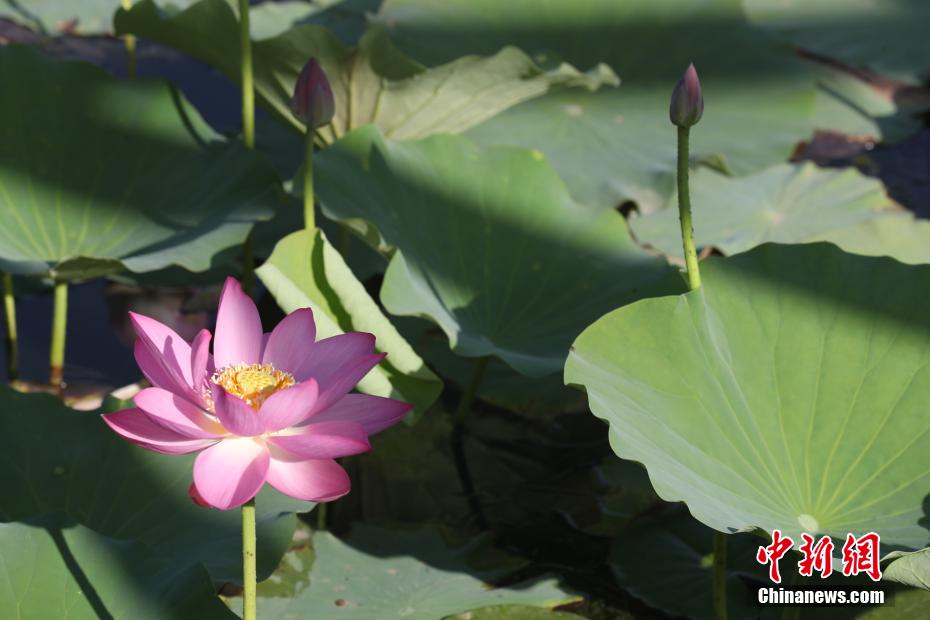 宁夏银川：湿地荷花竞相开放