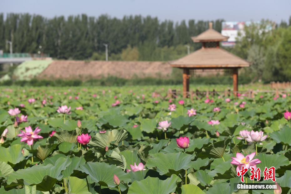 宁夏银川：湿地荷花竞相开放