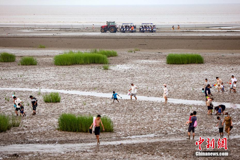 江苏启东：民众黄海滩涂“赶海忙”