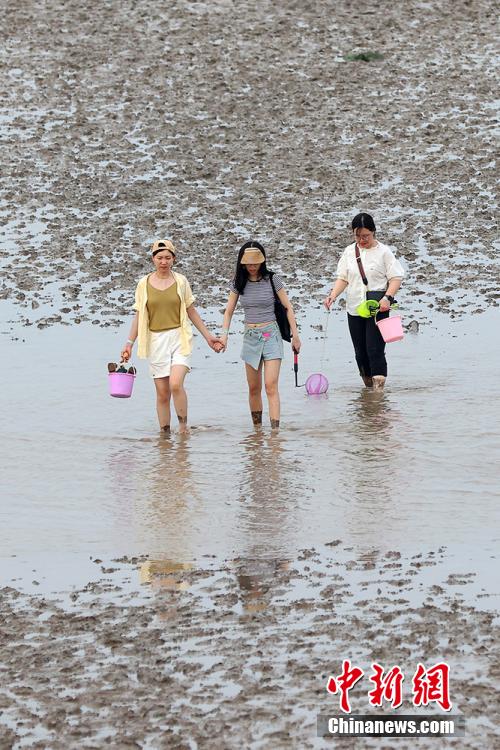 江苏启东：民众黄海滩涂“赶海忙”