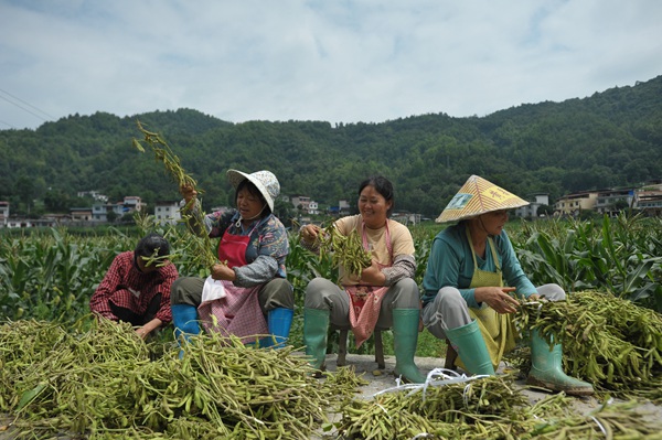 贵州罗甸：一地多收有“妙招” “藏粮于技”结硕果