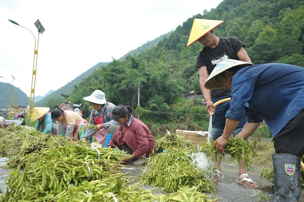 贵州罗甸：一地多收有“妙招” “藏粮于技”结硕果