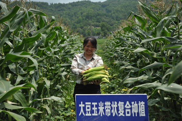 贵州罗甸：一地多收有“妙招” “藏粮于技”结硕果