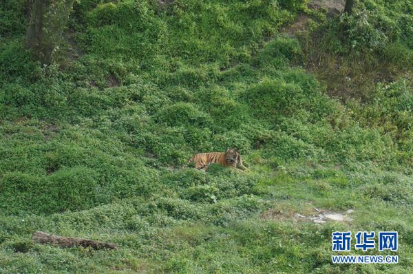 【中国有约】探访深山虎园——走进福建梅花山华南虎繁育研究所