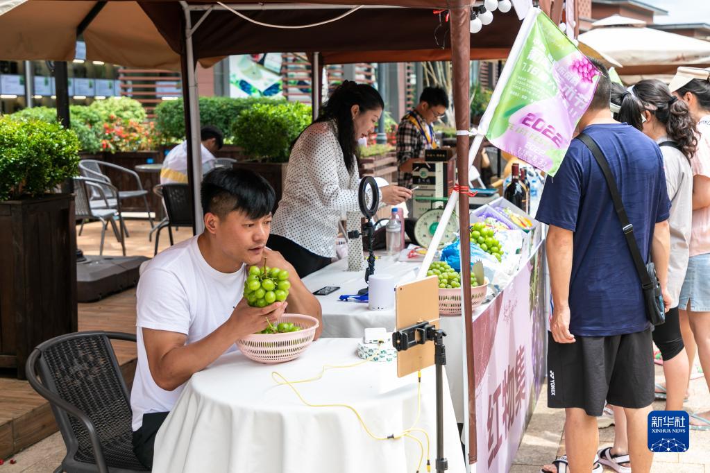 云南弥勒：葡萄飘香引客来