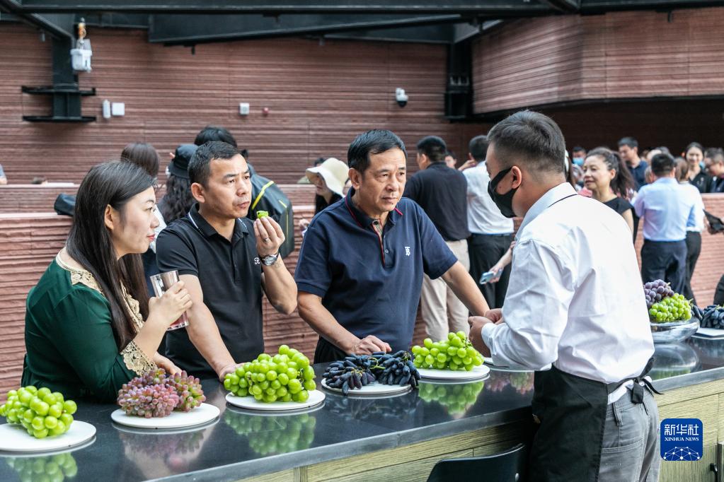 云南弥勒：葡萄飘香引客来
