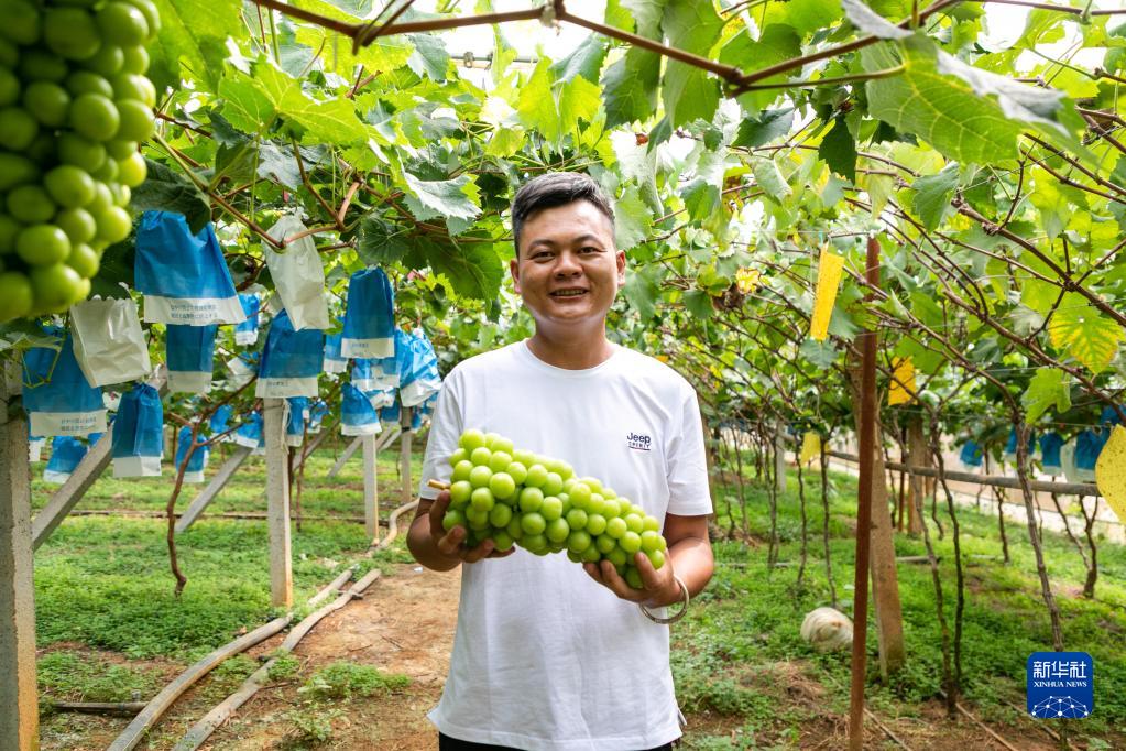 云南弥勒：葡萄飘香引客来