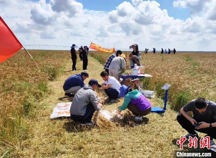 吉林盐碱地治理新突破：一年两季 粮饲双收
