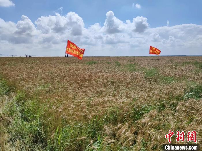 吉林盐碱地治理新突破：一年两季 粮饲双收