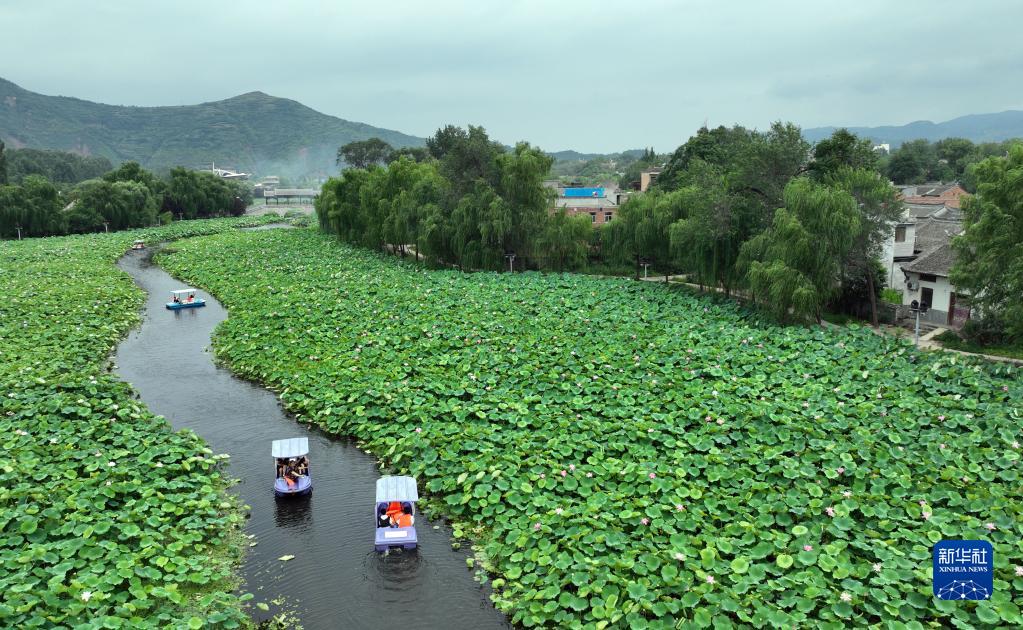 陕西商洛：秦岭深处赏荷韵