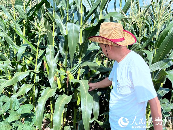 贵州桐梓：“六立足六优化”推动鲜食玉米产业高质量发展