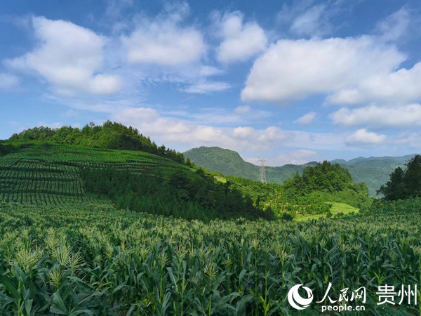 贵州桐梓：“六立足六优化”推动鲜食玉米产业高质量发展