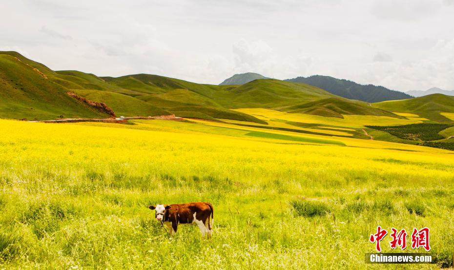青海天境祁连夏日风光旖旎如诗似画