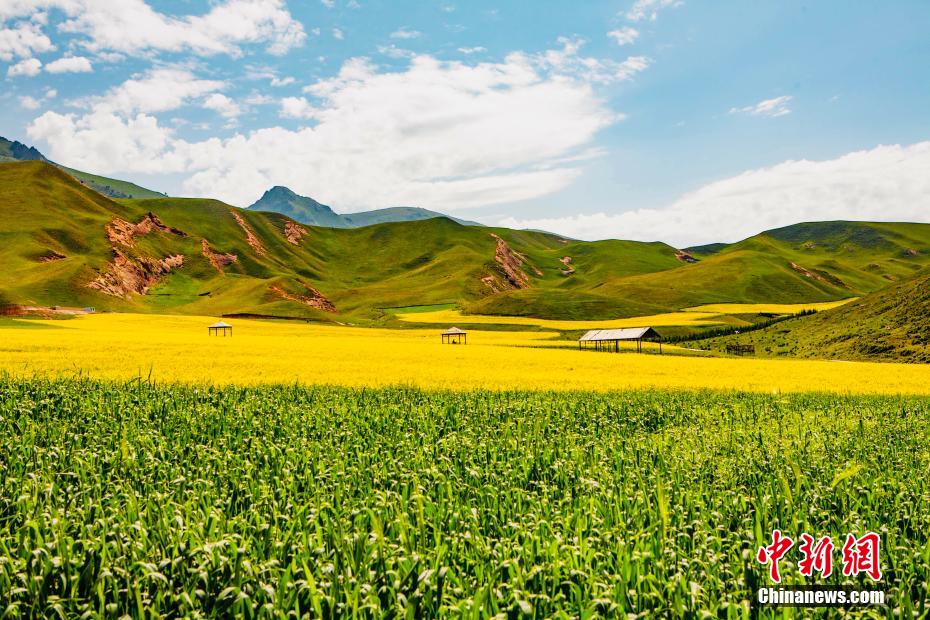青海天境祁连夏日风光旖旎如诗似画