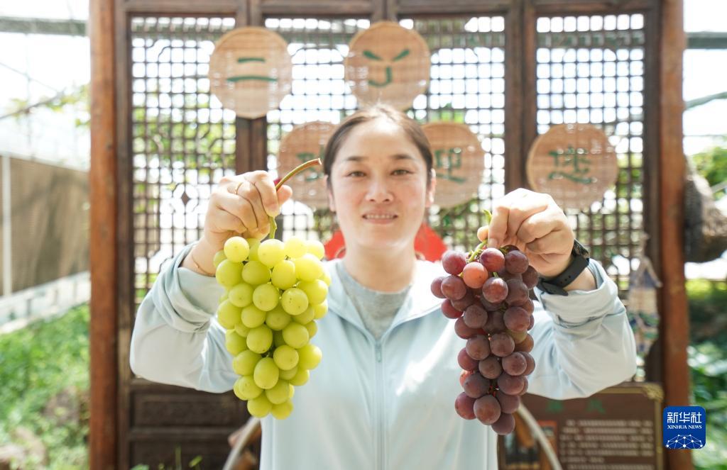 葡萄种植能手王娟：返乡创业 大有可为