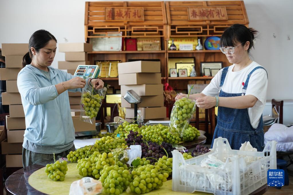 葡萄种植能手王娟：返乡创业 大有可为