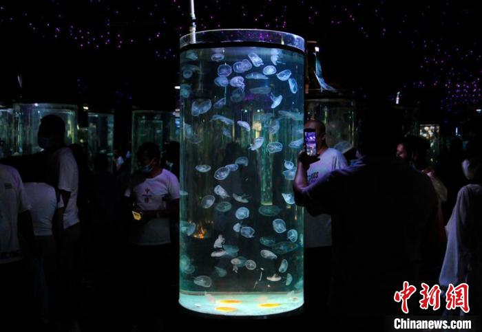 “水母秘境”展区引来众多游人观赏。　高龙安 摄