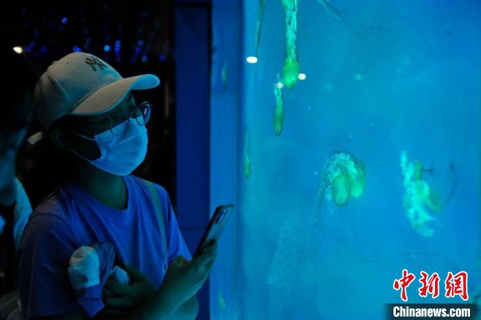 游客在观看水母。　高龙安 摄