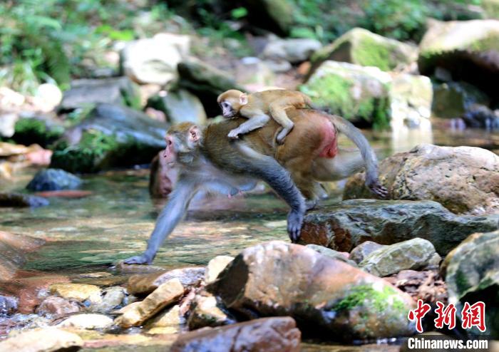 湖南张家界：猕猴戏水享清凉