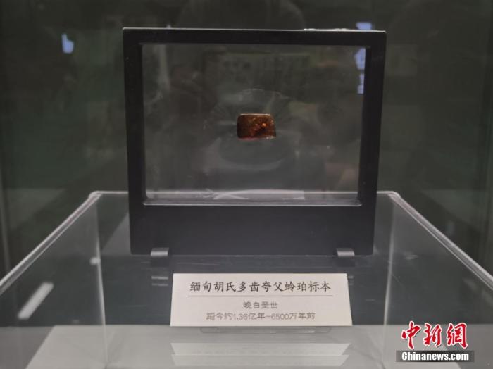 山西展出亿万年前远古虫珀 史前灭绝物种“重现地球”