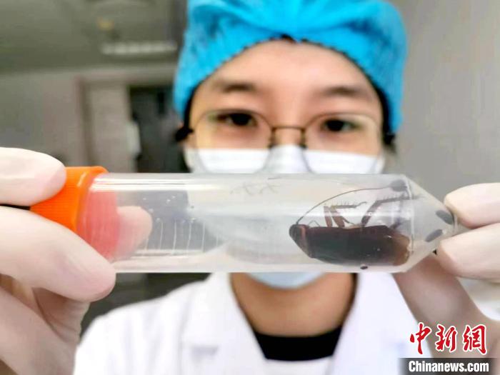 大连海关首次截获病媒生物小钩口大光蠊