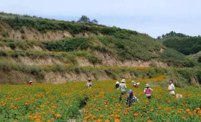 青岛市崂山区：引进万寿菊产业入陇 开出富民大产业