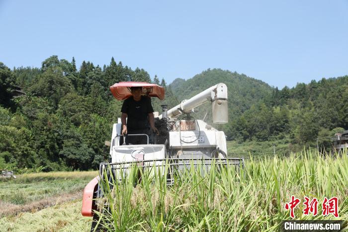 贵州剑河：稻穗飘香农机收割忙