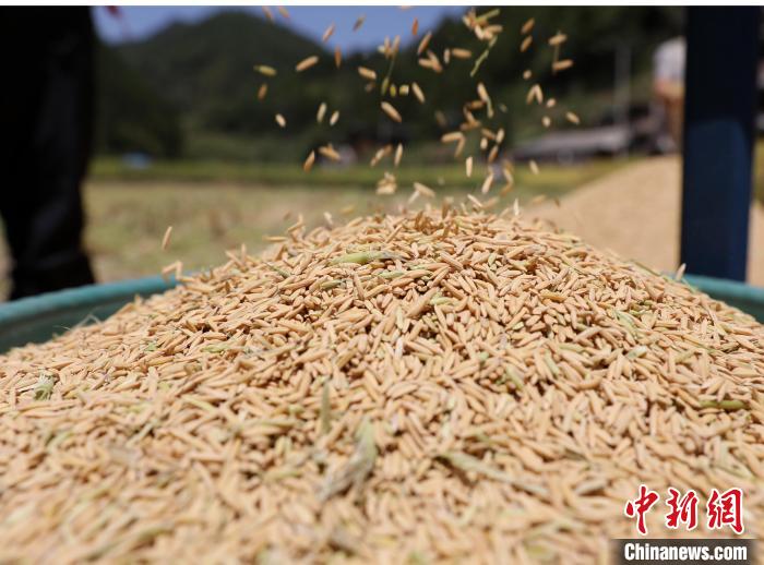 贵州剑河：稻穗飘香农机收割忙