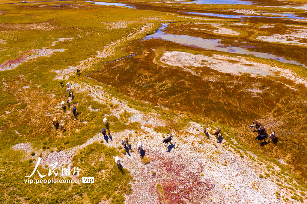 甘肃阿克塞：色彩斑斓湿地美