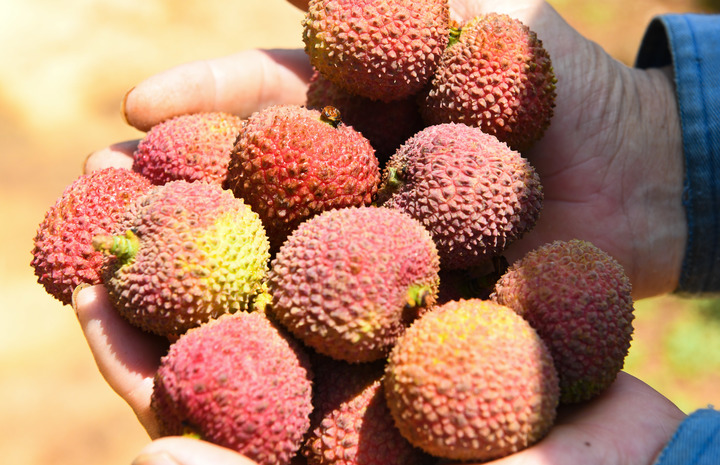 海南：实施地理标志运用促进工程助力乡村振兴