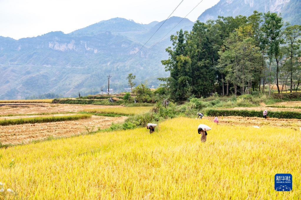 新华全媒+丨重庆：土家山寨万亩梯田迎接丰收