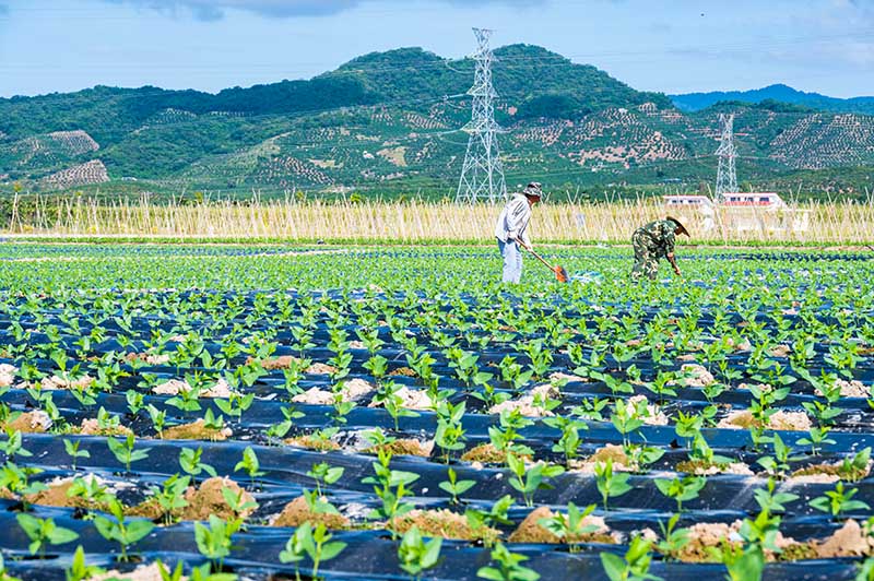 三亚市崖州区：抢抓农时复工复产 冬季瓜菜种植忙