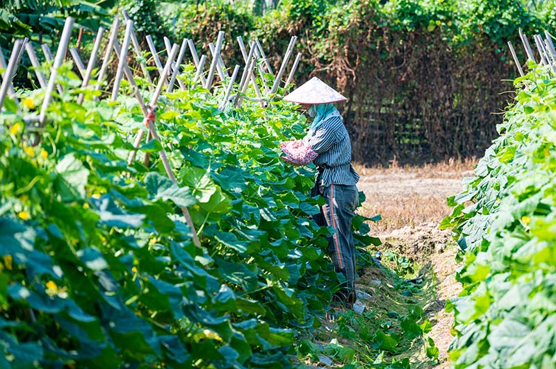 三亚市崖州区：抢抓农时复工复产 冬季瓜菜种植忙