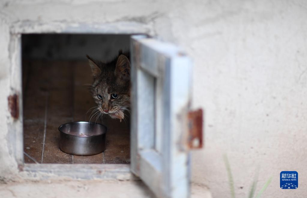 荒漠猫的新生活