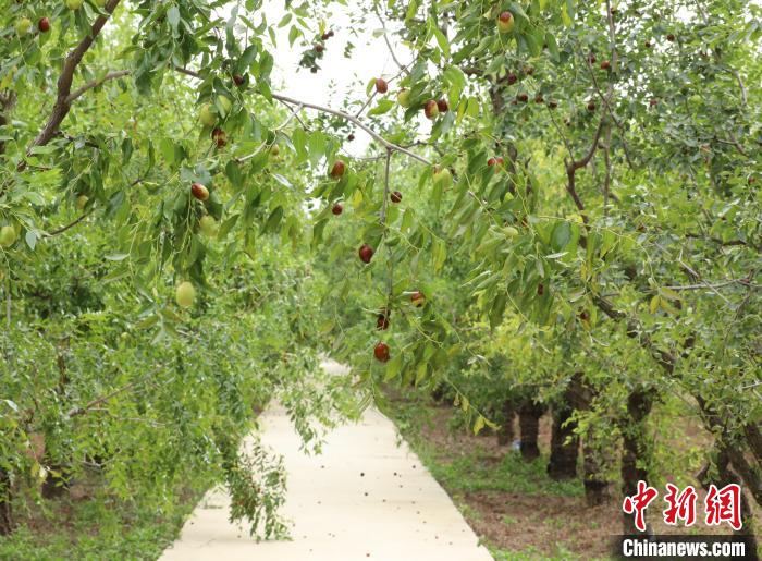 “磨盘枣”“葫芦枣”“辣椒枣”：河北沧县数百种鲜枣成熟