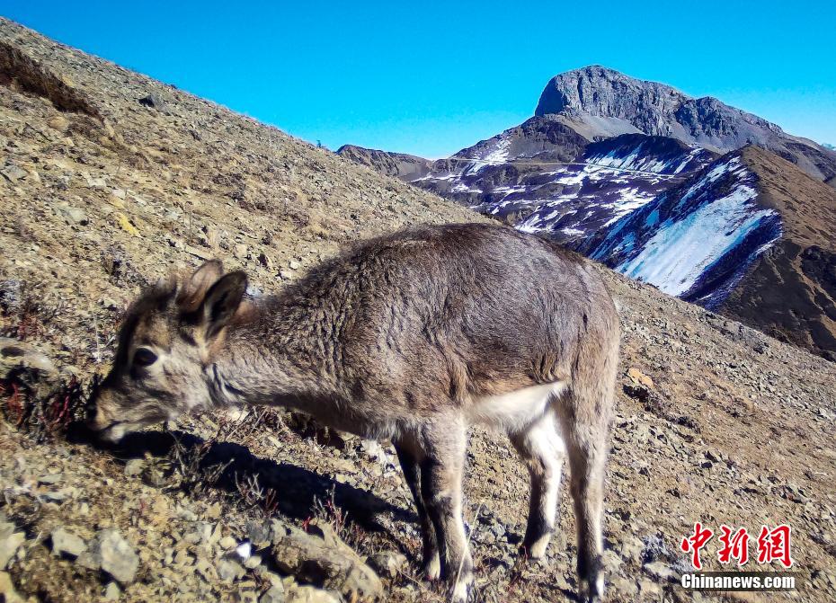 镜头下的大凉山：寻访木里县森林中的野生动物